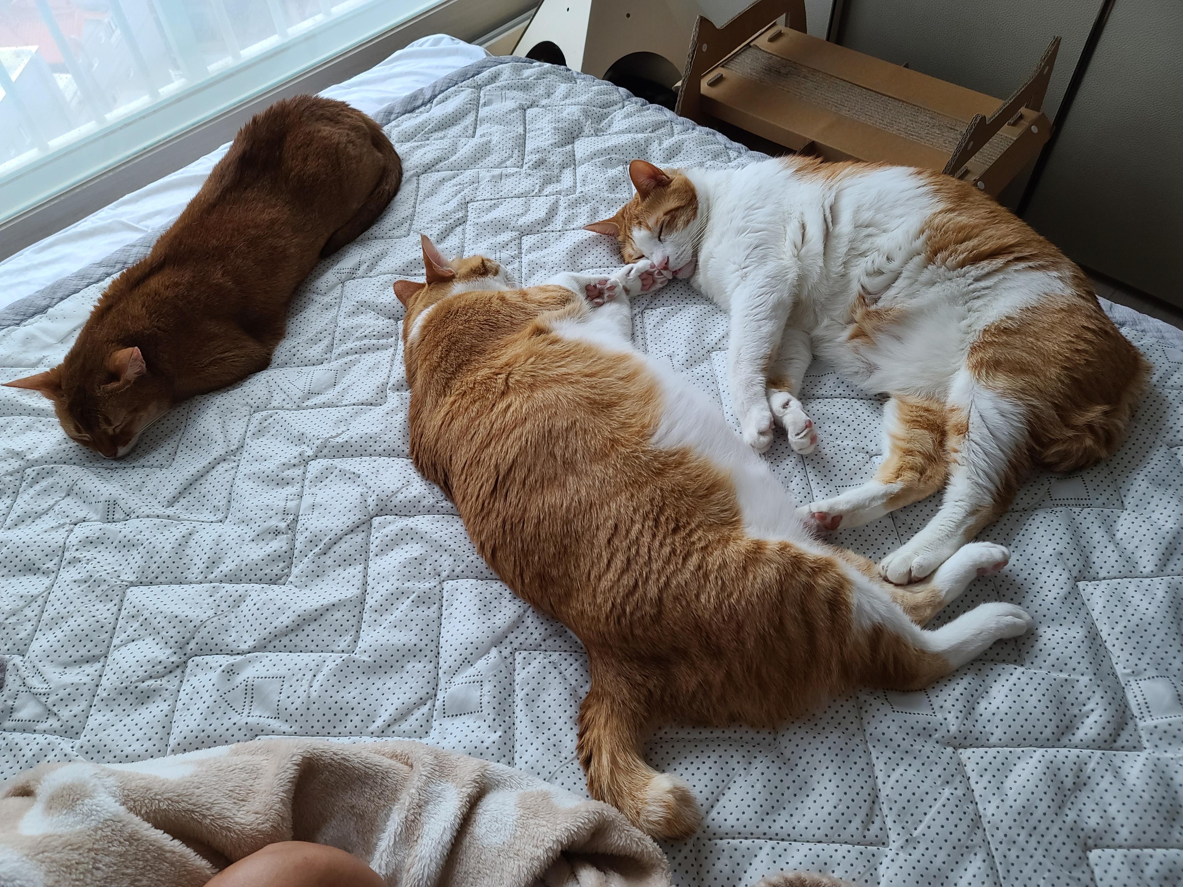 치즈형제의 다정한 낮잠. (feat.아비시니안 루나와 질투대마왕 건이)