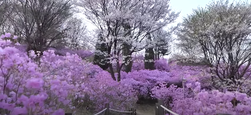수도권 봄꽃 여행지&#44; 봄꽃 축제