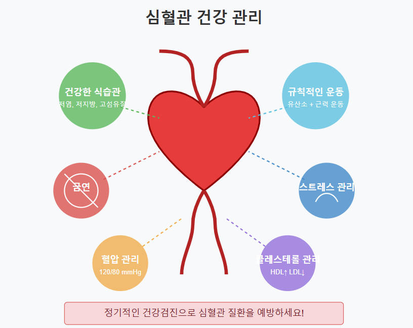 심혈관 건강 관리 이미지
