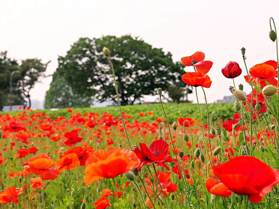 수원 탑동시민농장