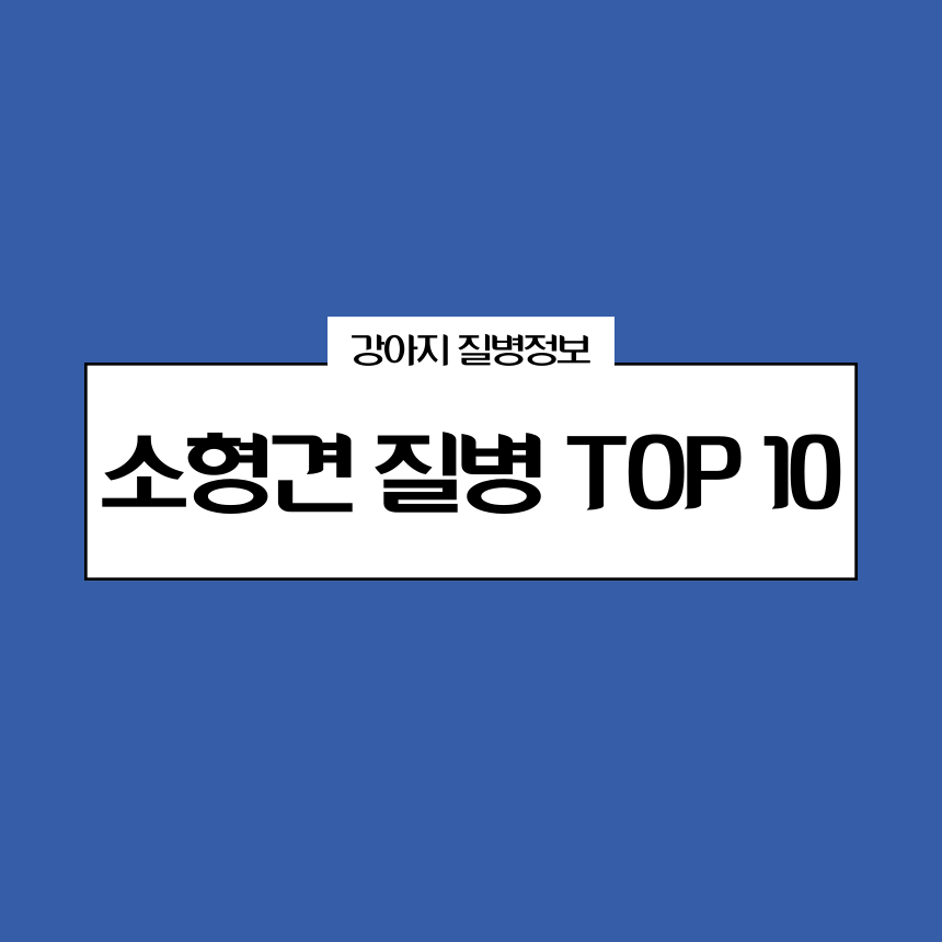 소형견 질병 TOP10
