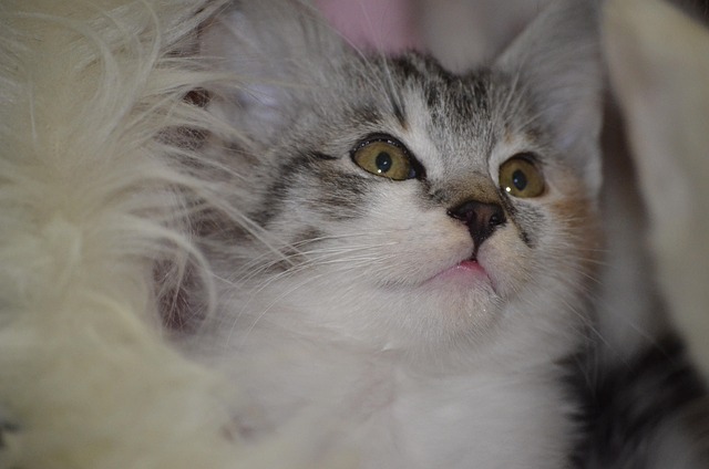 고양이 비듬 원인과 해결법