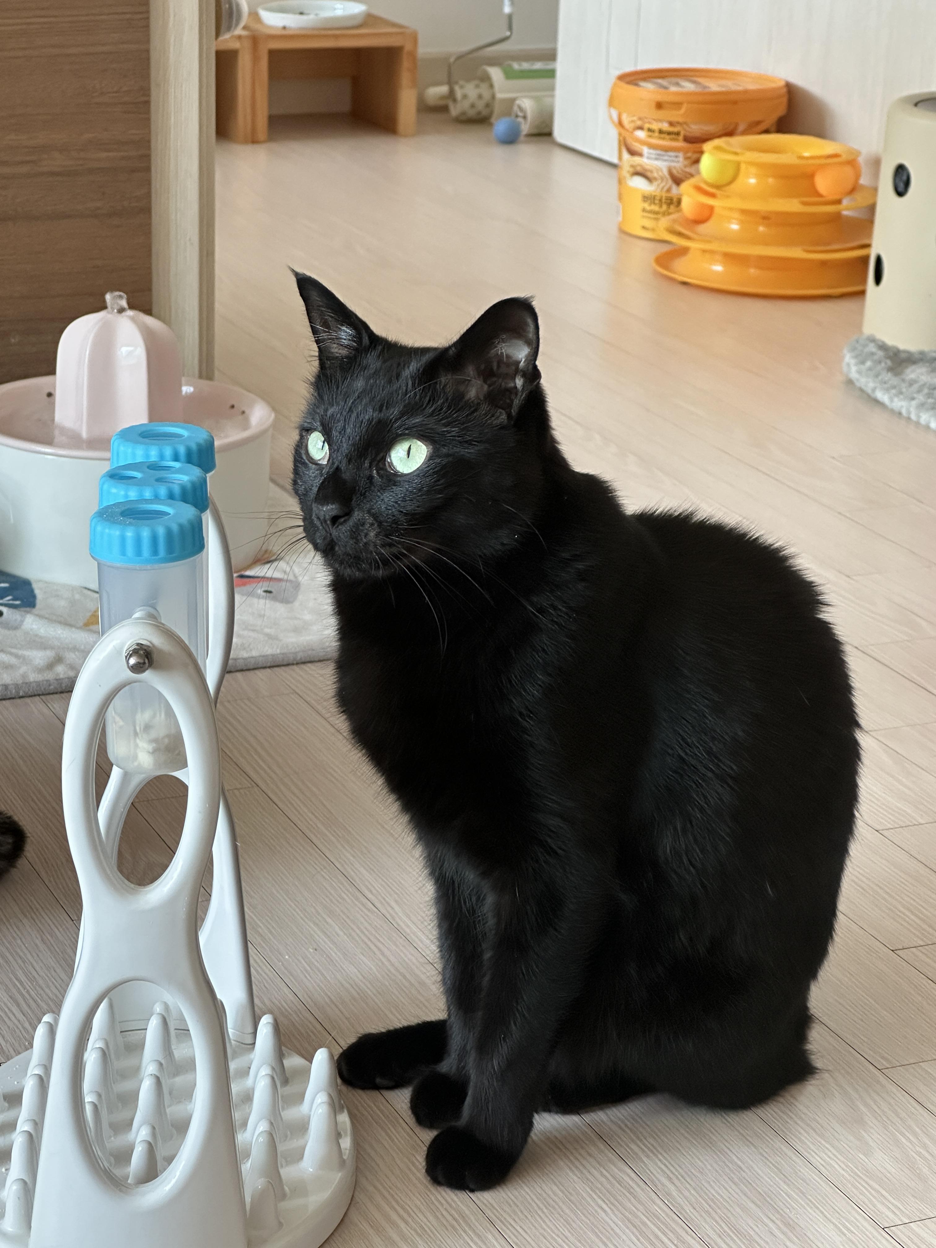 우리집 똑똑한 고양이 건이와 먹보 사랑이 (feat. 똑똑한 고양이를 둔 다묘집사의 고민)