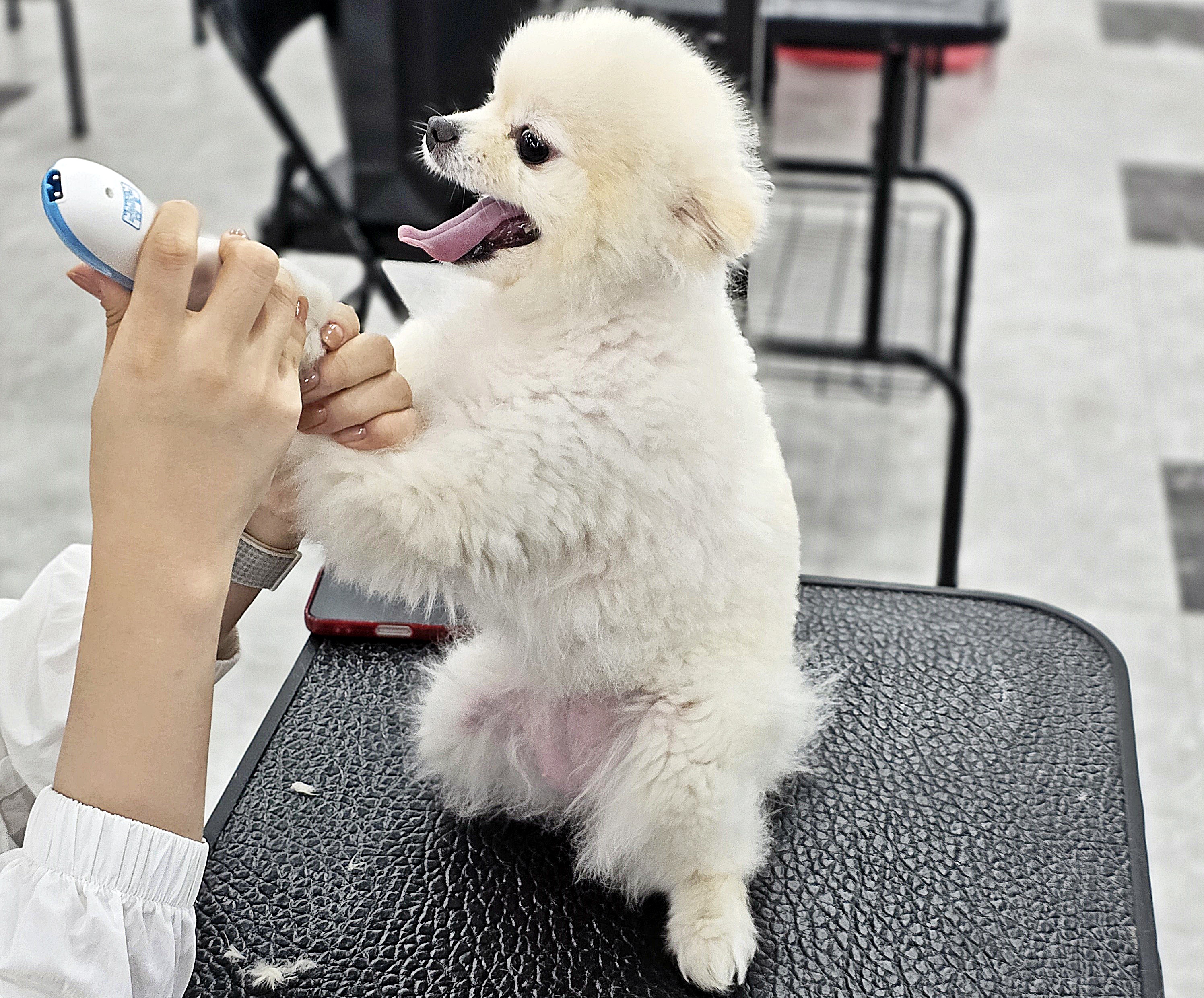 송파애견미용학원