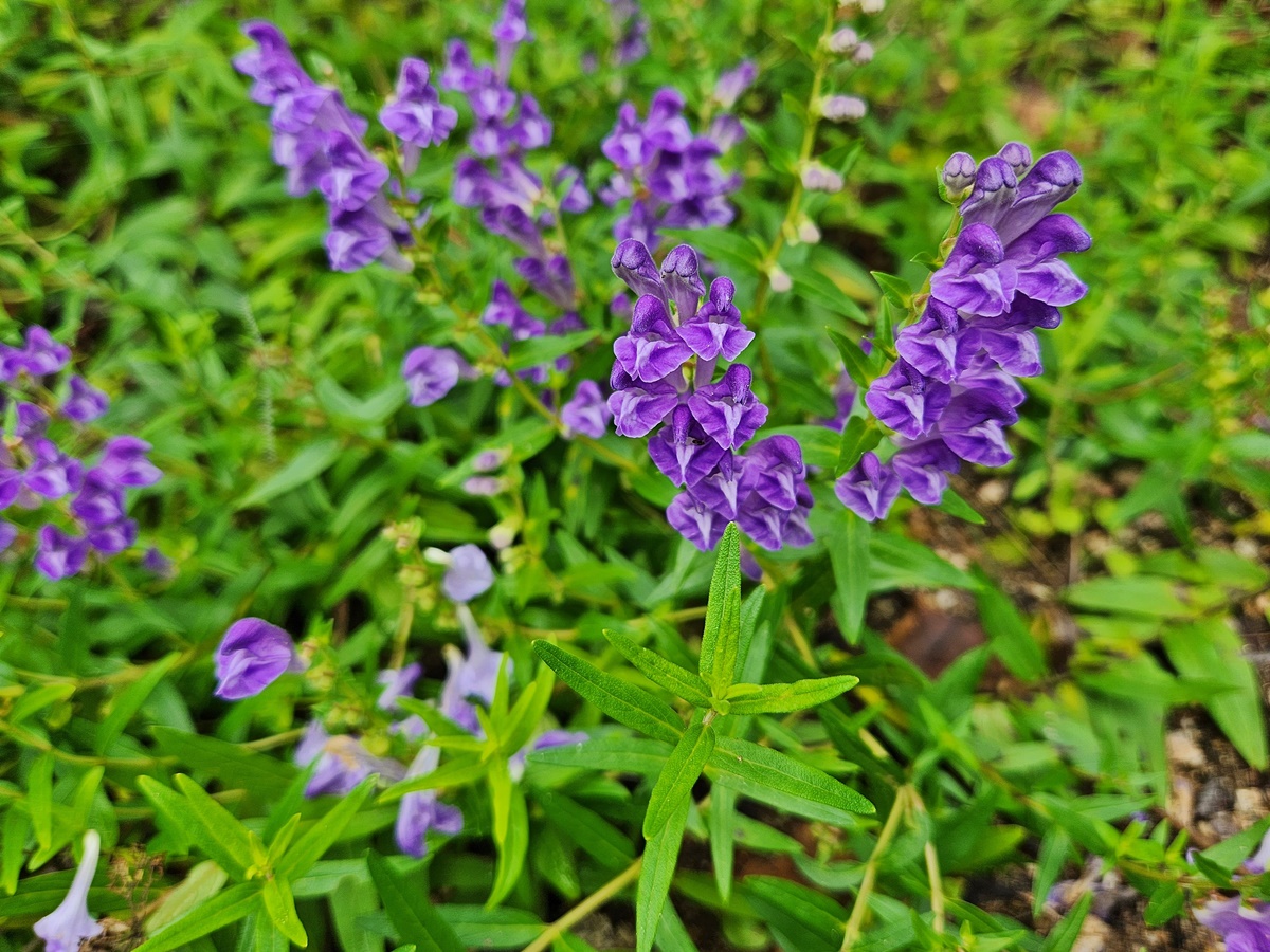 황금