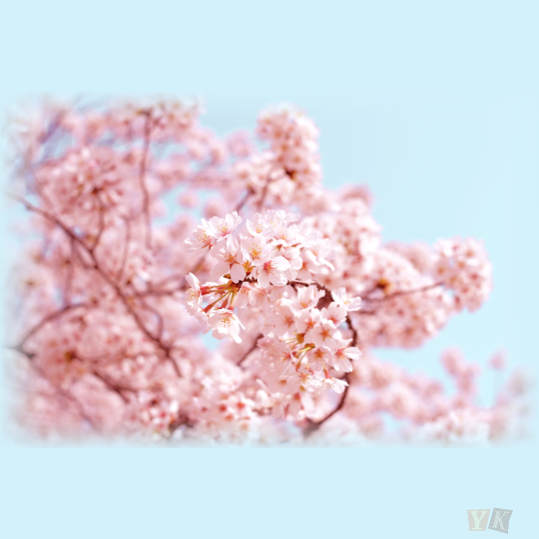 봄철 알레르기 질환 예방법만 잘 지켜도 비염 걱정 줄어요