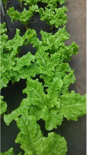 청상추 재배 모종 선택 잎 수확 습도 관리_5