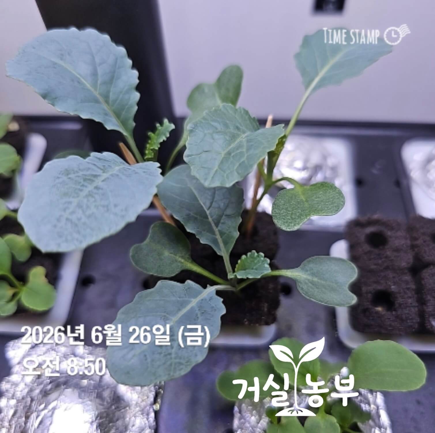 QUUMA 수경재배기에서 빠르게 성장한 어린 케일