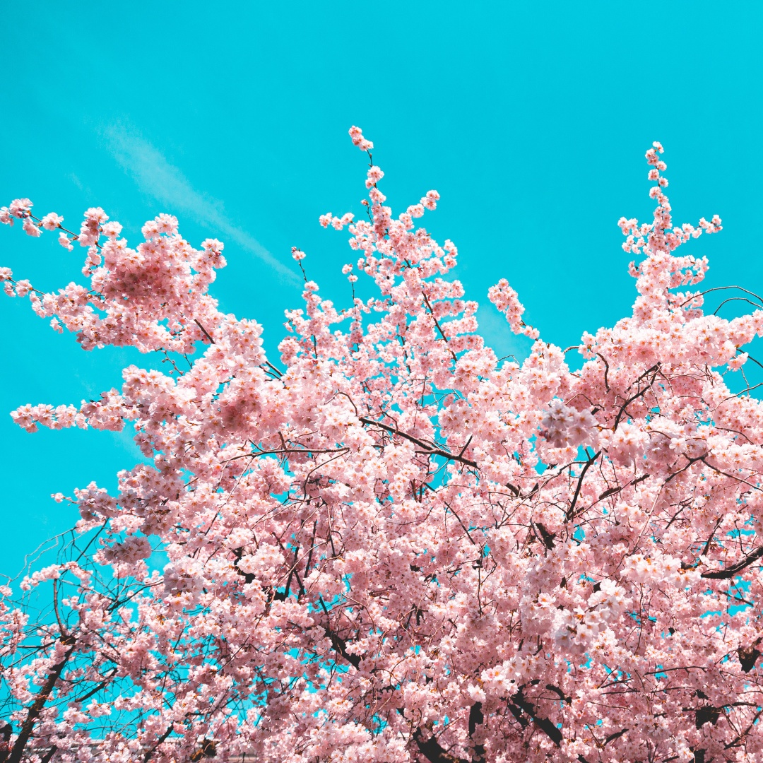 2024 전국 벚꽃축제 일정