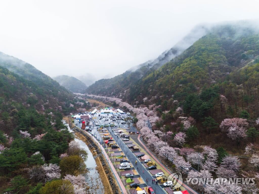 캠핑장과산꽃축제