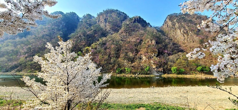 팔봉산 벚꽃길