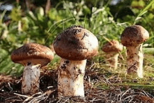 송이버섯 효능01