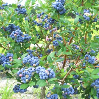 블루베리 효능 먹는법 하루 섭취량 쥬스_14