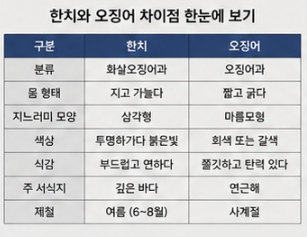 한치와 오징어 차이