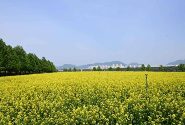 구리 유채꽃 축제
