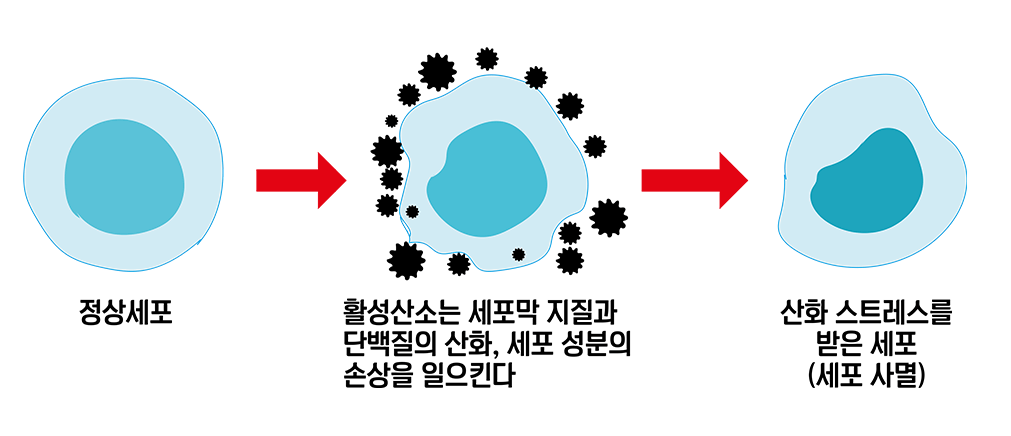 활성산소 제거하는 음식과 영양소