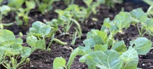 강남콩심는시기1