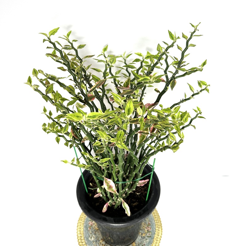 천국의계단 다육식물 키우기 키우는법