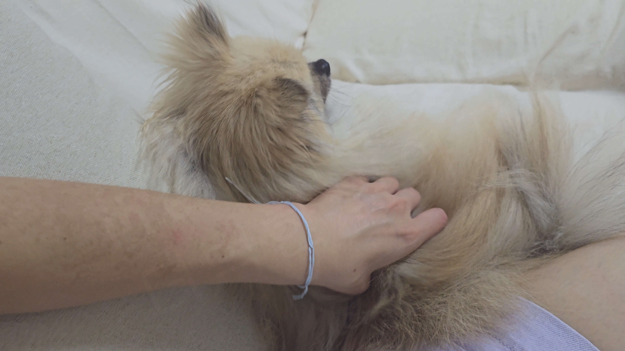 강아지를 쓰다듬는 모습