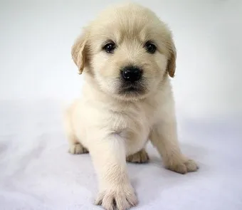 골든 리트리버 분양 가격 성격 장단점_12