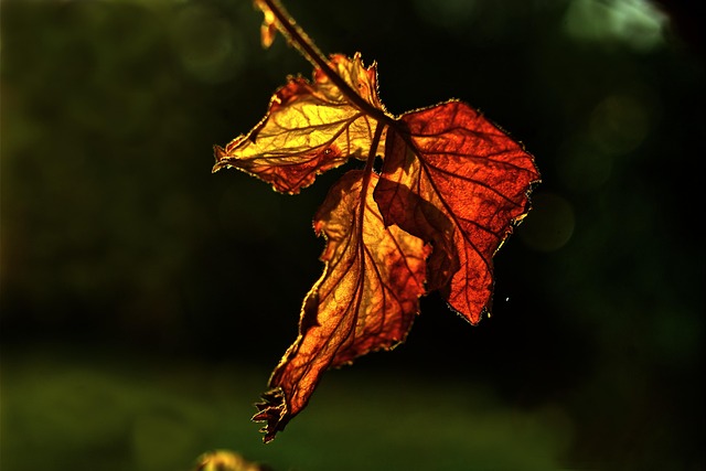 🍂🍁 2025년 10월 최신 울산 태화강 국가정원 가을축제 일정 및 실시간 단풍 명소부터 가족&middot;연인&middot;친구&middot;아이 맞춤 코스&amp;#44; 울산대공원&middot;대왕암공원&middot;고래축제&middot;펫페스티벌까지 꼭 가봐야 할 울산 가을 여행 총정리 🍂🍁