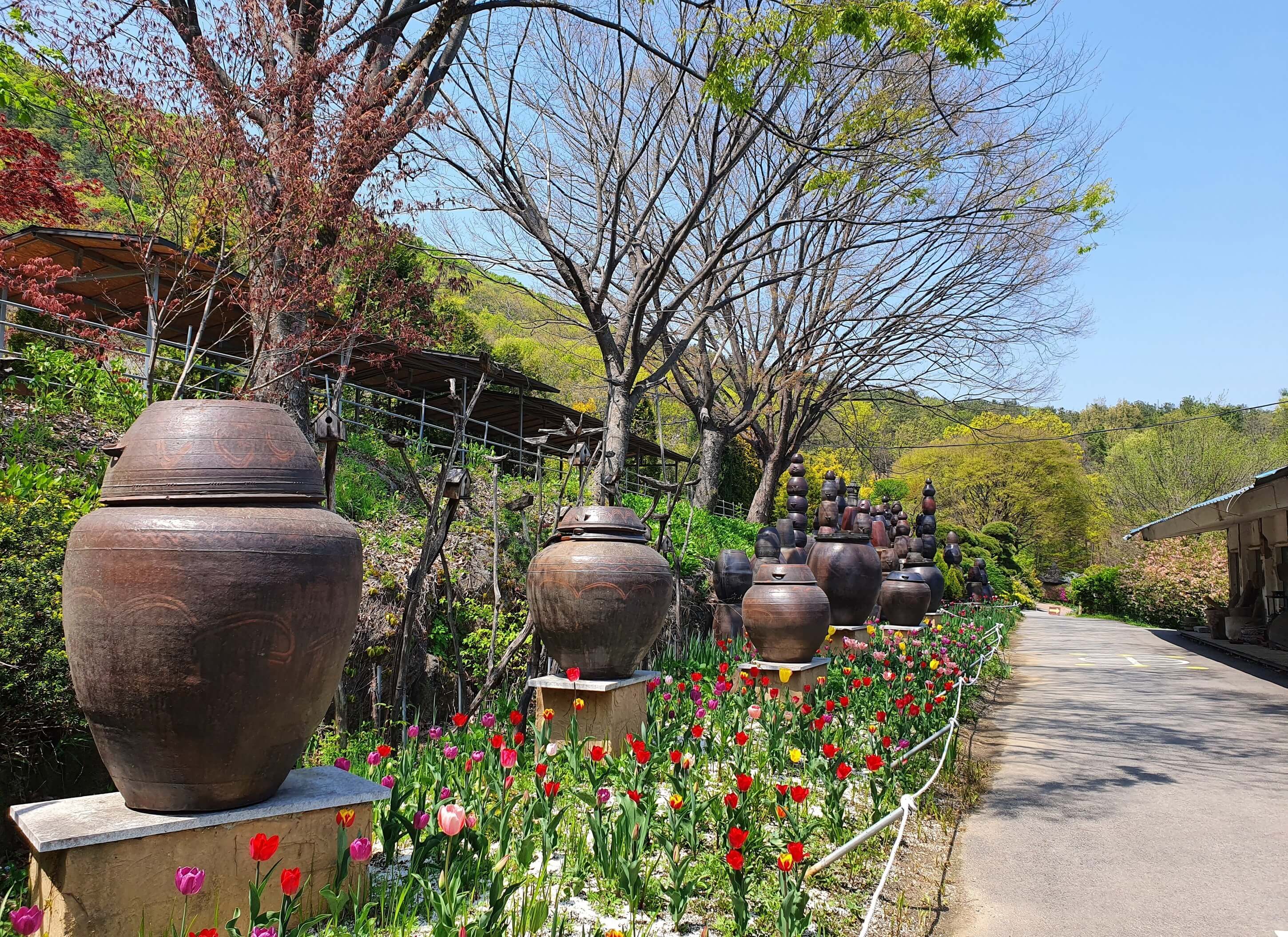 광주 율봄식물원 수국 축제