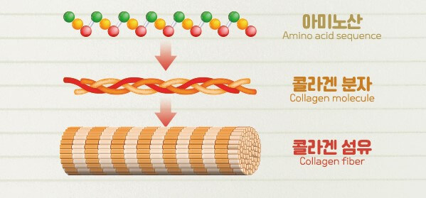 콜라겐 분자구조