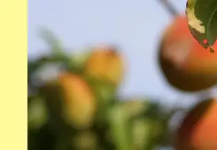 조치원 복숭아축제