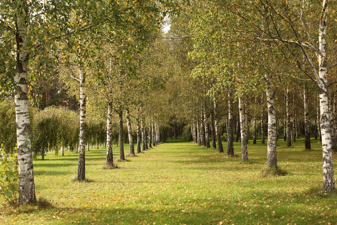 Birch