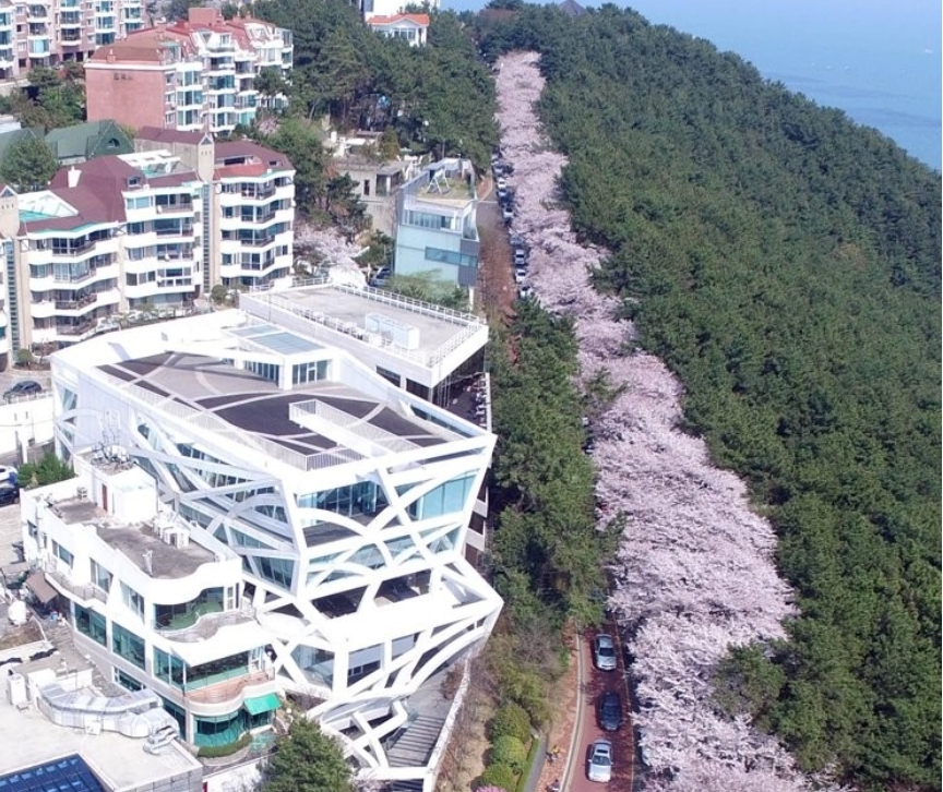 해운대달맞이길 벚꽃길