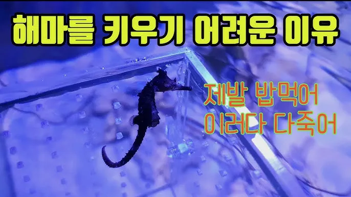 해마 키우기 출산징후 수명 물갈이법 먹이 횟수 물온도_9