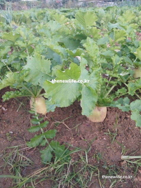 탄수화물 분해를 돕는 소화 효소가 가득한 싱싱한 무 실사진