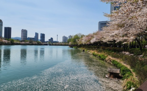 서울 석촌호수 벚꽃 사진