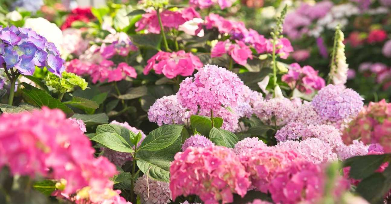 아침고요수목원