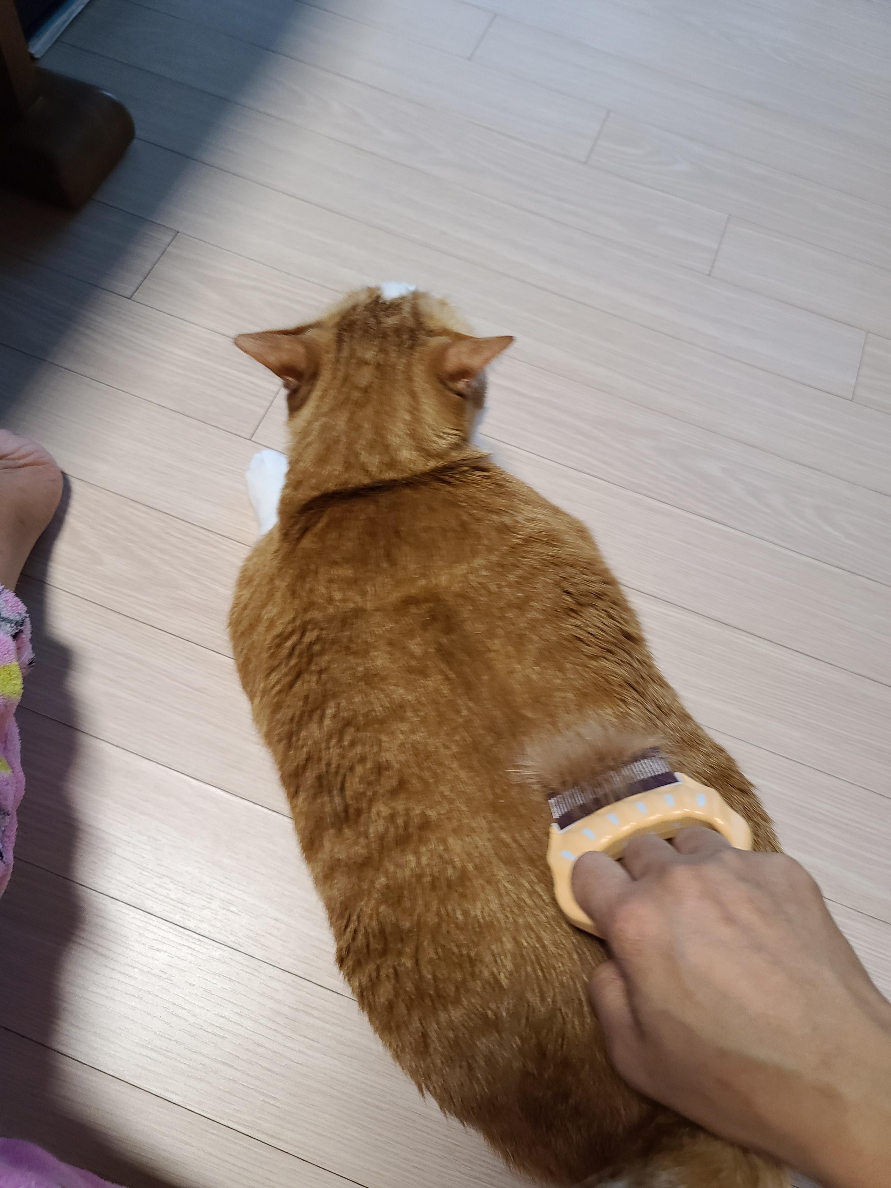 고양이들 털빗기..아니 고양이들 털공만들기.