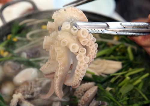 서천마량리 동백나무숲