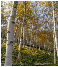 νλ΄μ² μ κ²½μ¬μ§