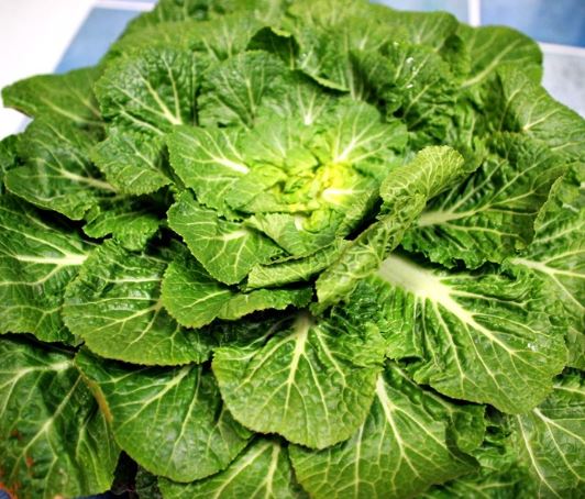 봄동 겉절이 황금레시피