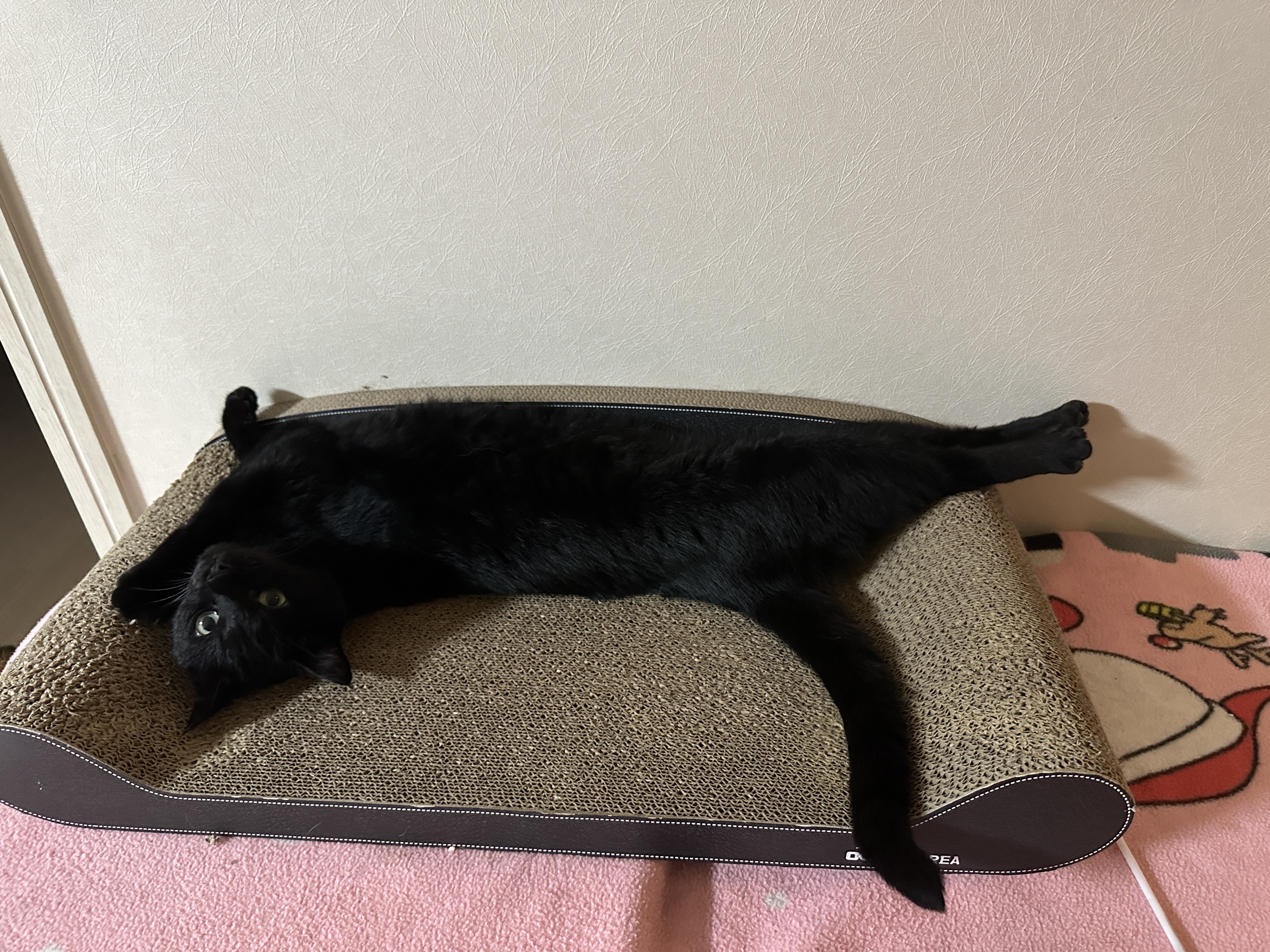 스크래쳐_위에_발라당_누워서_쳐다보는_건이