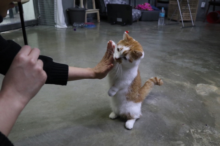 고양이