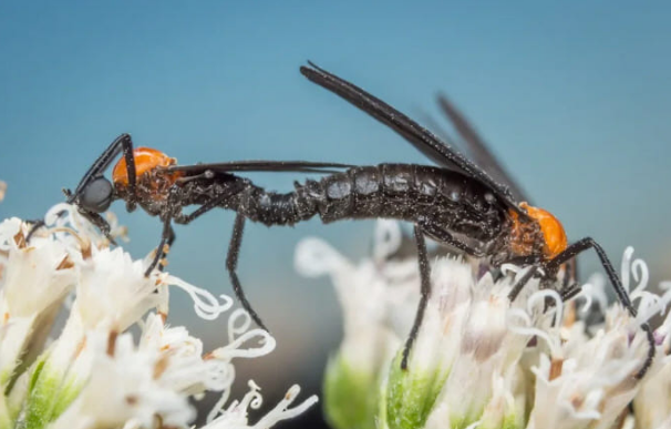 러브버그 퇴치법,러브버그 출몰 시기,러브버그 수명,러브버그 알,러브버그 익충,러브버그 방제