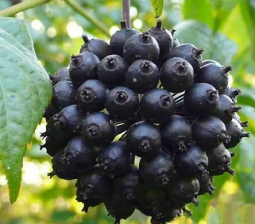 무릎-관절에-좋은-음식-건강