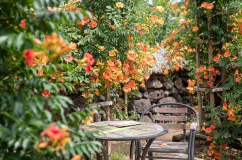 [5월 축제]2025 여름꽃 &amp; 능소화축제❘기간, 비체올린 예약, 사진영상 콘테스트 응모방법