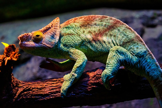 매력적이지만 고난이도 사육동물 카멜레온! 알고 키우세요