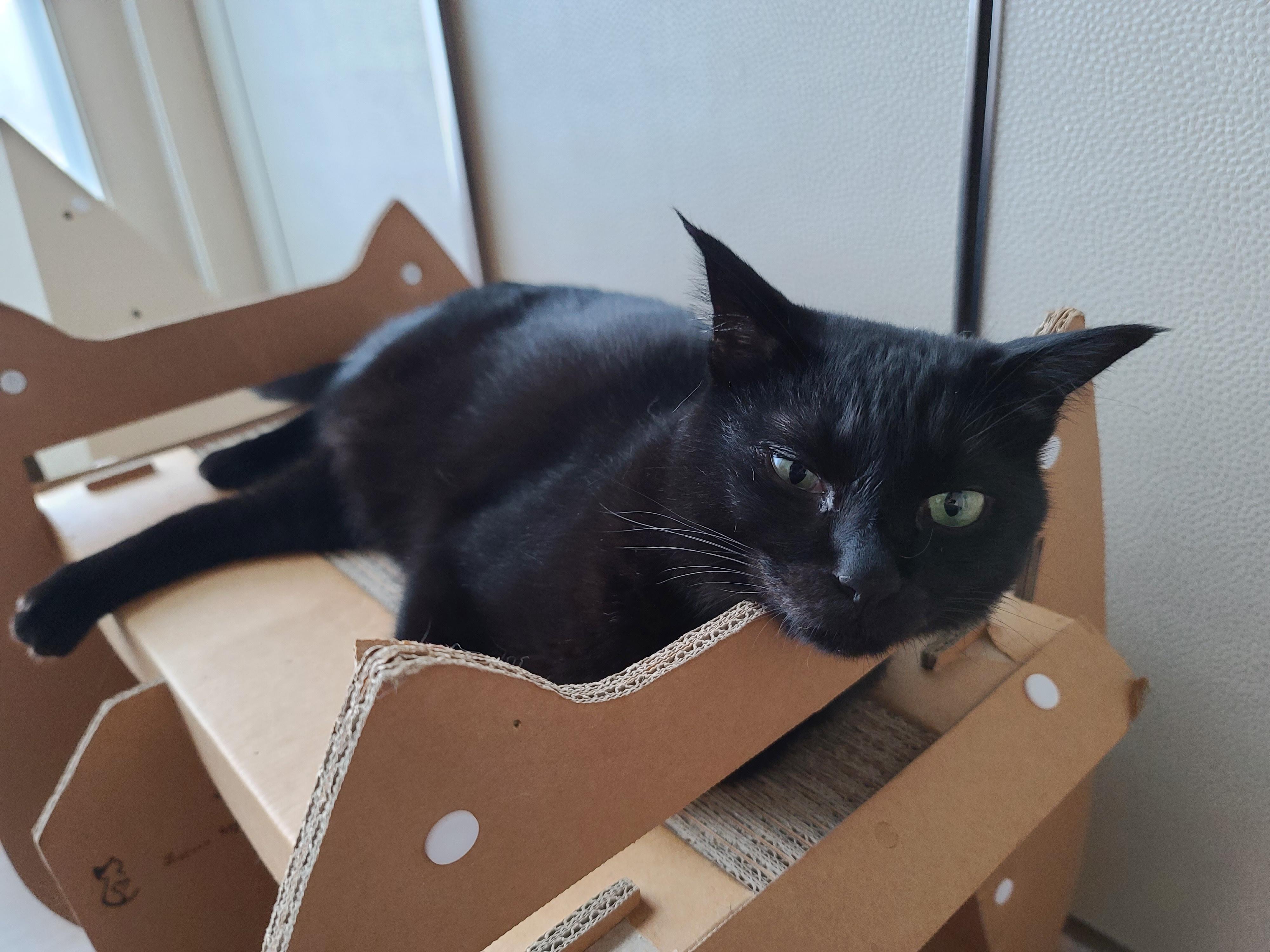 턱괴고 자는 편. 볼살 삐져나온 고양이. 스크래쳐 활용 잘 하는 고양이 건이.