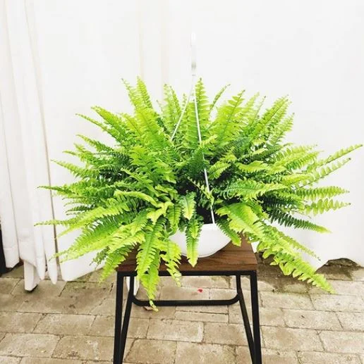 보스턴 고사리_하늘꽃 농원