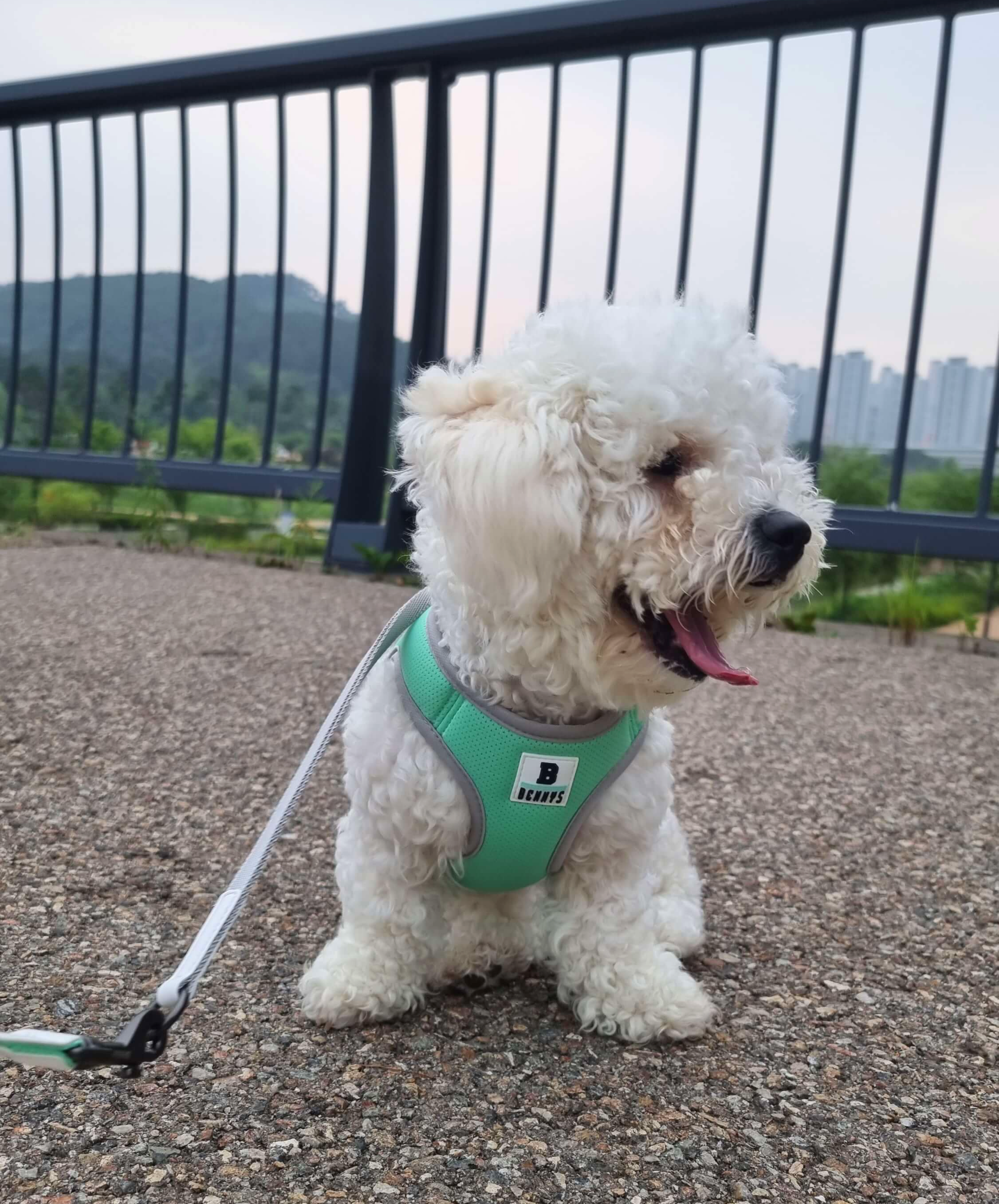답답한지 산책 가기 싫어하는 강아지