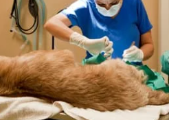 강아지 슬개골 탈구 증상, 수술 비용과 예방까지 한 번에 정리