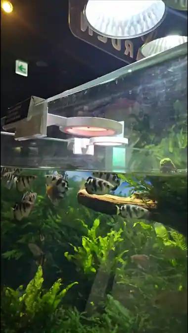 아쿠아플라넷 여수 물총고기