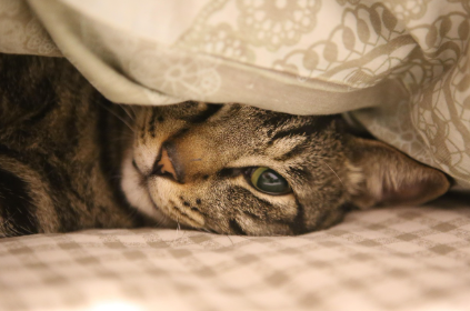 고양이 비만의 원인 관련 사진